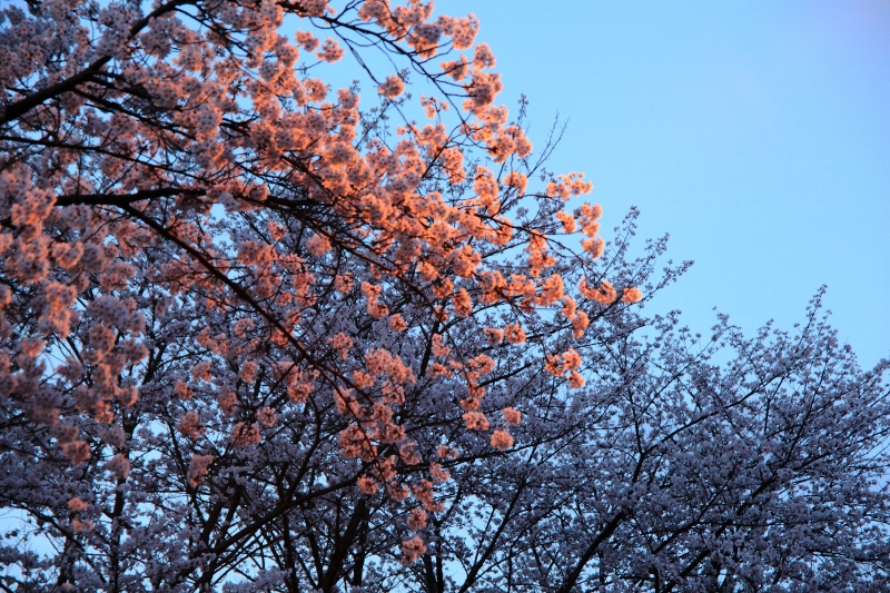 外灯に染まる桜２ (800x533)