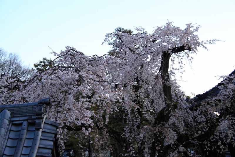 夜明けの安長寺の枝垂れ桜 (800x533)