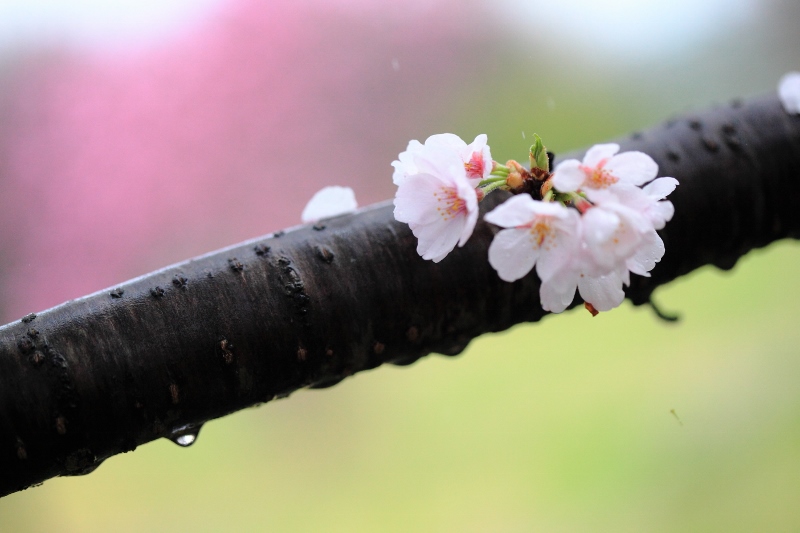 雨中の桜３ (800x533)