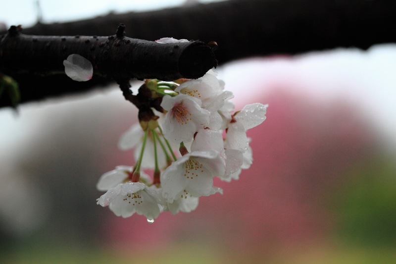 雨中の桜６ (800x533)