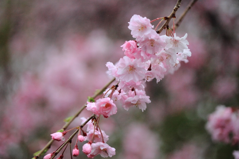 雨中の枝垂れ桜 (800x533)