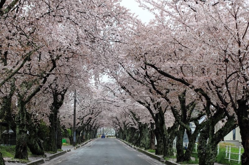 高専の桜並木 (800x533)