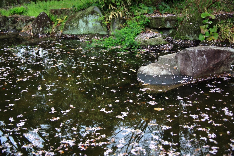 池の落花 (800x533)
