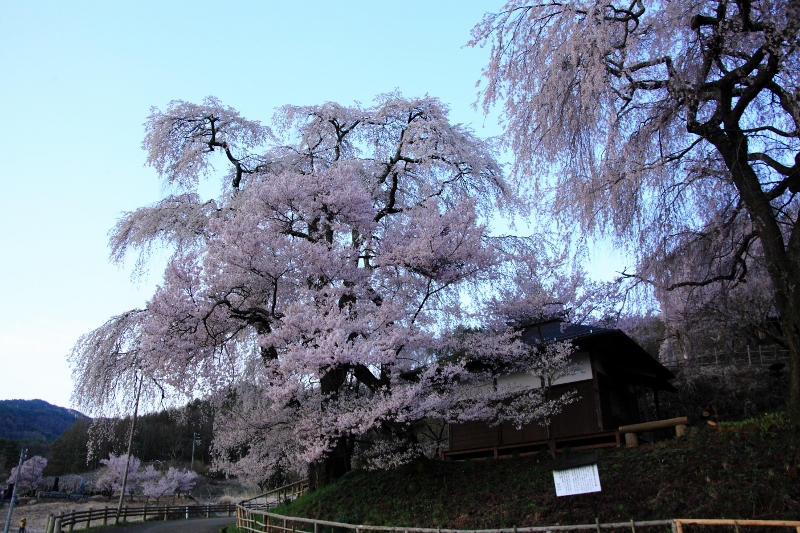 IMG_3516高遠：日の出前の勝間薬師堂の枝垂れ桜 (800x533)