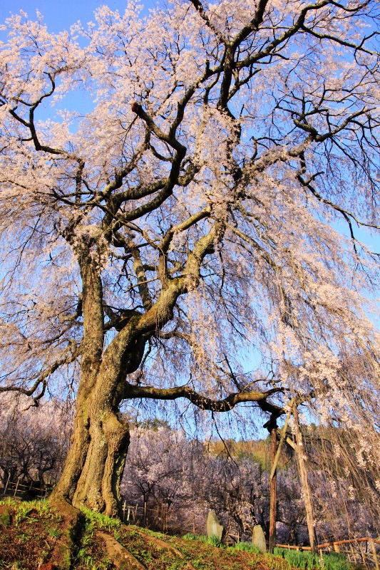 高遠：勝間薬師堂の枝垂れ桜２ (533x800)