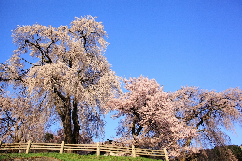 高遠：勝間薬師堂の枝垂れ桜３ (800x533)