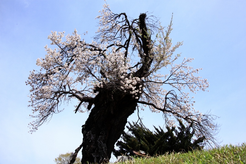IMG_3676城の腰の枝垂れ桜 (800x533)