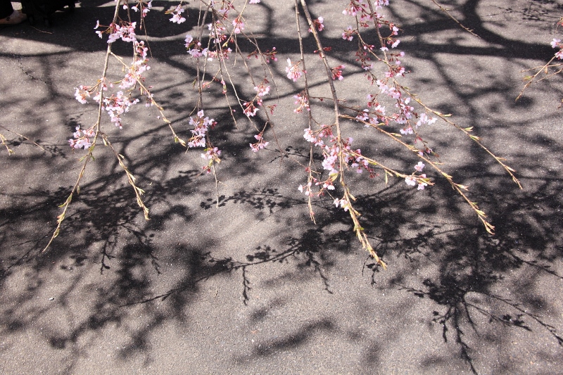 IMG_3706光前寺の枝垂れ桜と影絵 (800x533)